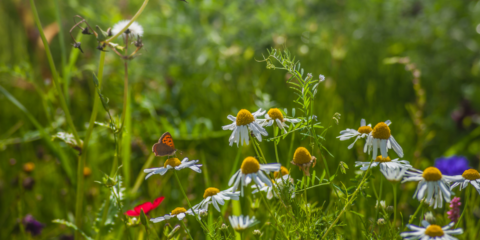 Biodiversity and companies: what assessment tools for action?