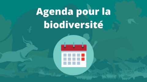 Busy international agenda for biodiversity