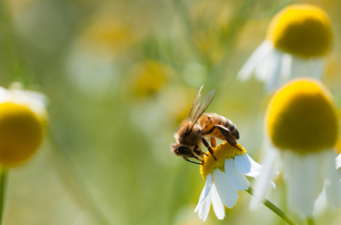 Corporate Biodiversity Footprint : un outil pour AXA IM dans sa politique de protection des écosystèmes et de lutte contre la déforestation