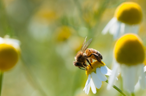 Presse | Corporate Biodiversity Footprint : un outil pour AXA IM dans sa politique de protection des écosystèmes et de lutte contre la déforestation