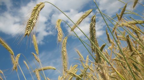 Agriculture durable : L’ADEME confie à I Care et ses partenaires une mission visant à réconcilier performance environnementale et performance socio-économique