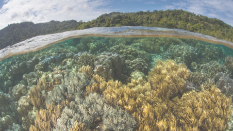 Insight | La COP15 Biodiversité arrive enfin: que peut-on en attendre?