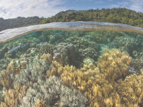 biodiversité