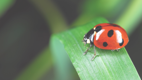 Webinaire | Finance & Biodiversité: quelles clés pour contribuer positivement?