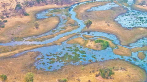 Insight | La 3éme Stratégie Nationale Biodiversité à la hauteur des attentes?