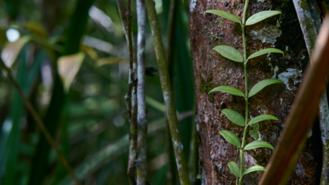 Insight | CSRD, TNFD, SBT for Nature: Quelle complémentarité entre les cadres?