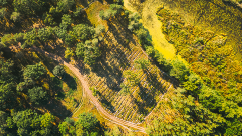 Publication | Fiche Sylviculture : Quels Enjeux pour la Biodiversité ?