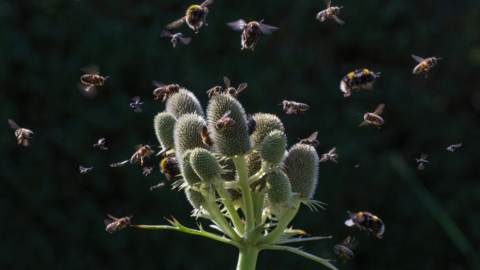 Presse | La Biodiversité est désormais un Enjeu Majeur pour les Français