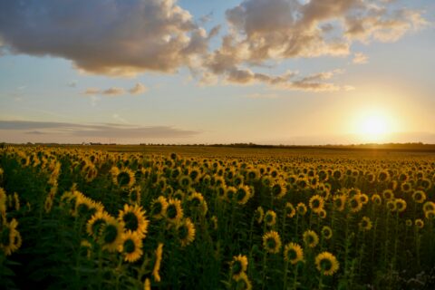 Insight | Et si l’urine devenait une ressource agricole ?